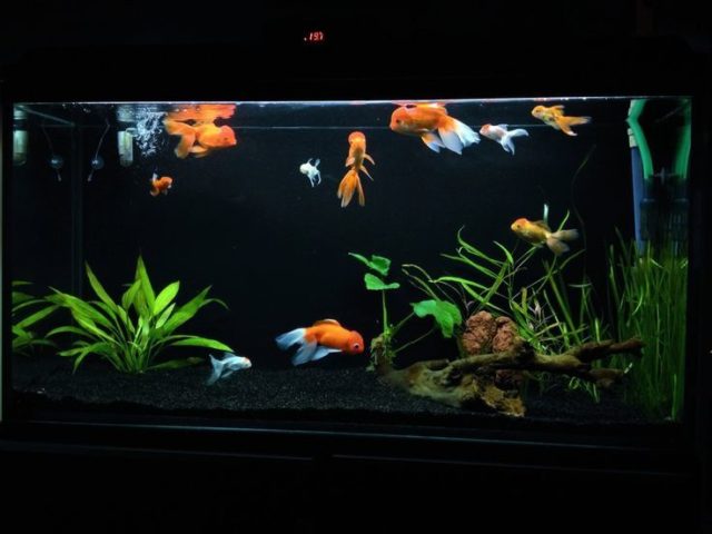 золотые рыбки в аквариуме 2