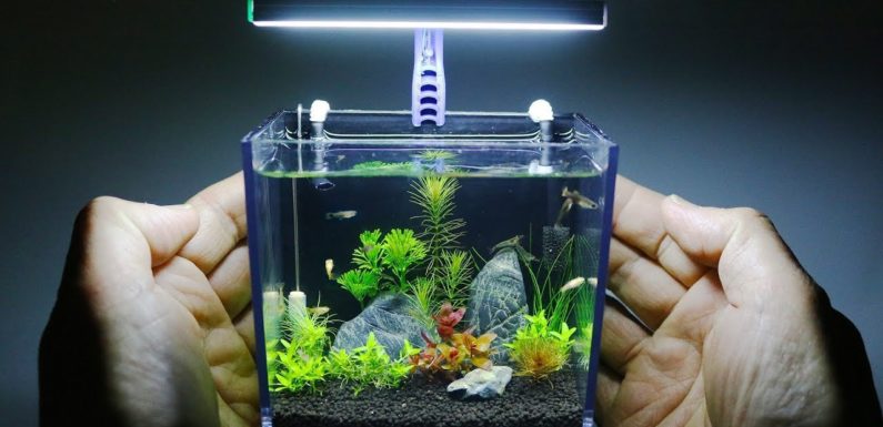 Какие рыбки могут жить в маленьком аквариуме