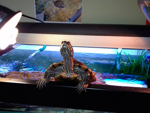 черепаха в аквариуме