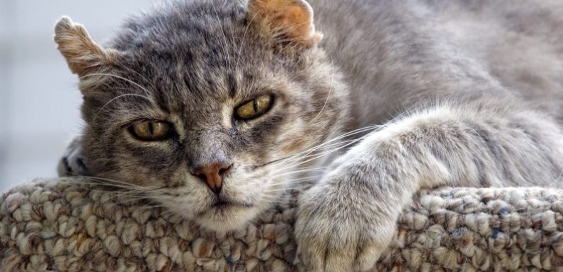 Частое мочеиспускание у кошки: норма и патология