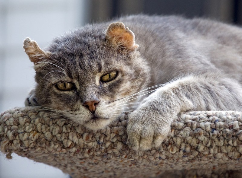 Частое мочеиспускание у кошки: норма и патология