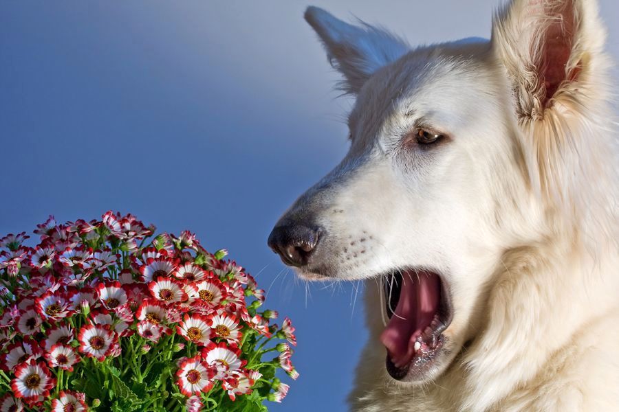 Аллергия у собак: виды, симптомы и причины