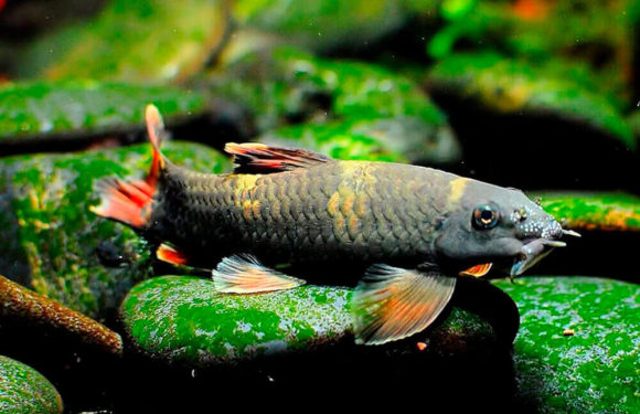 Рыбки Гарра: виды, содержание в аквариумах и уход