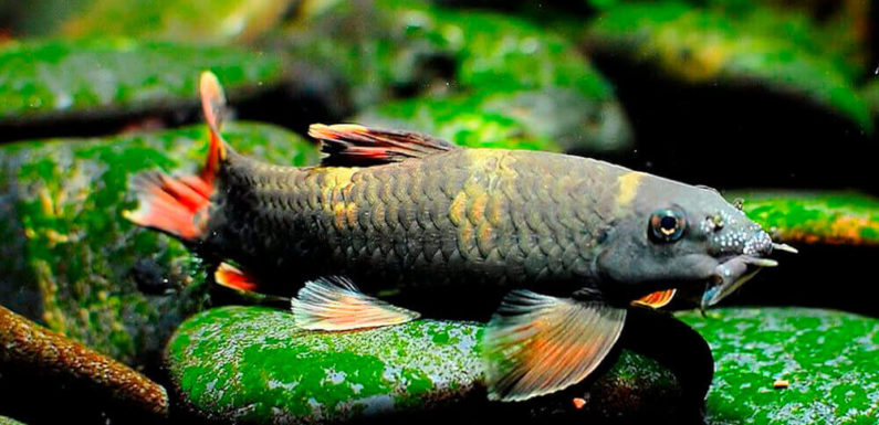 Рыбки Гарра: виды, содержание в аквариумах и уход