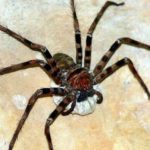 Самый большой паук в Мире: только посмотрите на фото и размеры 4 Самый большой паук