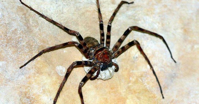 Самый большой паук в Мире: только посмотрите на фото и размеры