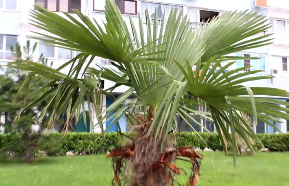 22 секрета выращивания пальм в домашних условиях