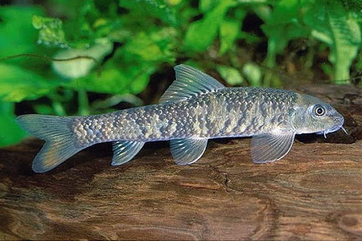 Рыбки Гарра: виды, содержание в аквариумах и уход 2