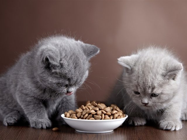 Как правильно хранить сухой корм для кошек? 2