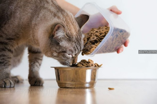 Как правильно хранить сухой корм для кошек? 1