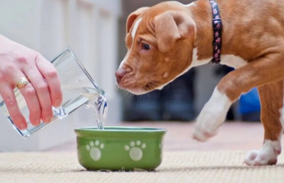 Почему собака не хочет есть и не пьёт воду?