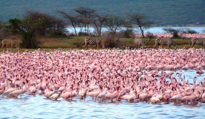 Озеро Богория: место, где можно увидеть около 2 миллионов фламинго (86