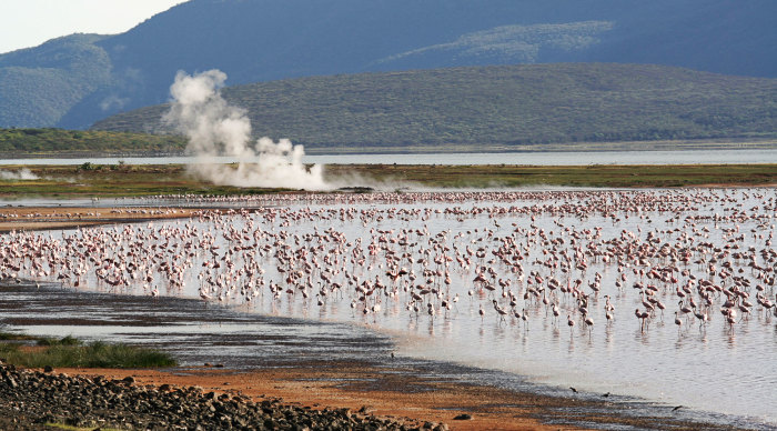 Озеро Богория: место, где можно увидеть около 2 миллионов фламинго (85