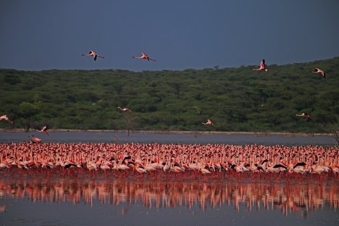 Озеро Богория: место, где можно увидеть около 2 миллионов фламинго (82
