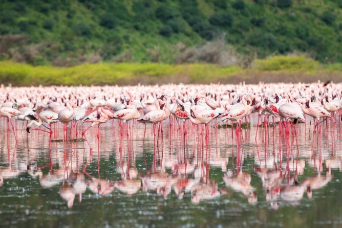 Озеро Богория: место, где можно увидеть около 2 миллионов фламинго (8
