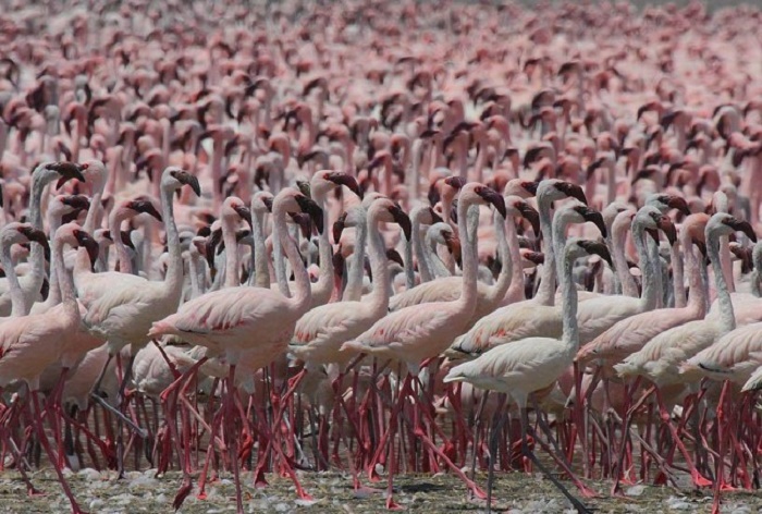 Озеро Богория: место, где можно увидеть около 2 миллионов фламинго (81