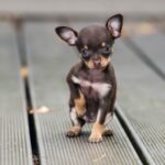 Самые маленькие породы собак: заводим любимца 9 Мейн Кун
