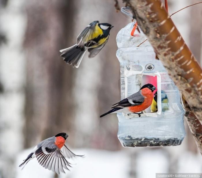 Кормите птичек: зимой кормушка для птиц многим спасет жизнь 1 кормушки