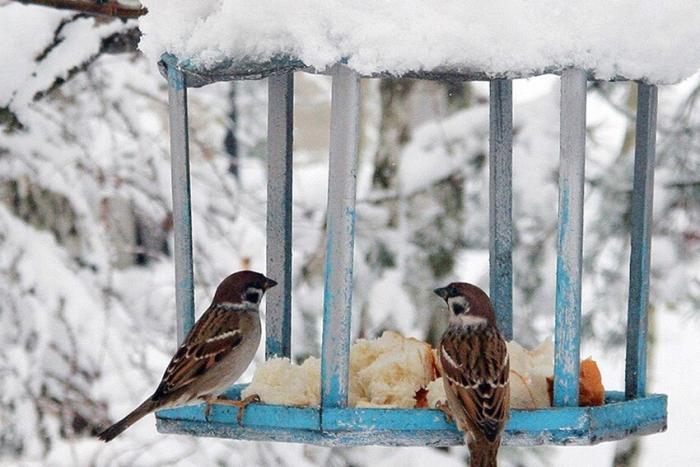Кормите птичек: зимой кормушка для птиц многим спасет жизнь 2 кормушки