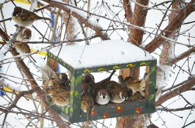 Кормите птичек: зимой кормушка для птиц многим спасет жизнь 3