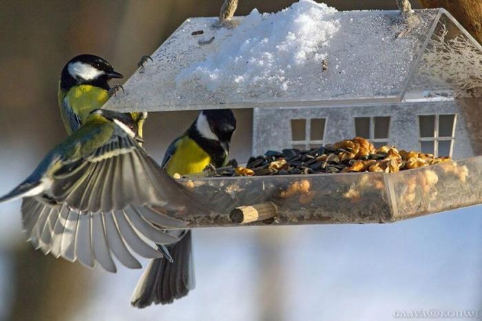 Кормите птичек: зимой кормушка для птиц многим спасет жизнь 4 кормушки