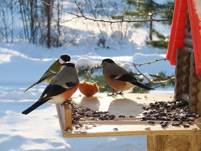 Кормите птичек: зимой кормушка для птиц многим спасет жизнь 5 кормушки