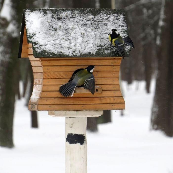 Кормите птичек: зимой кормушка для птиц многим спасет жизнь 6
