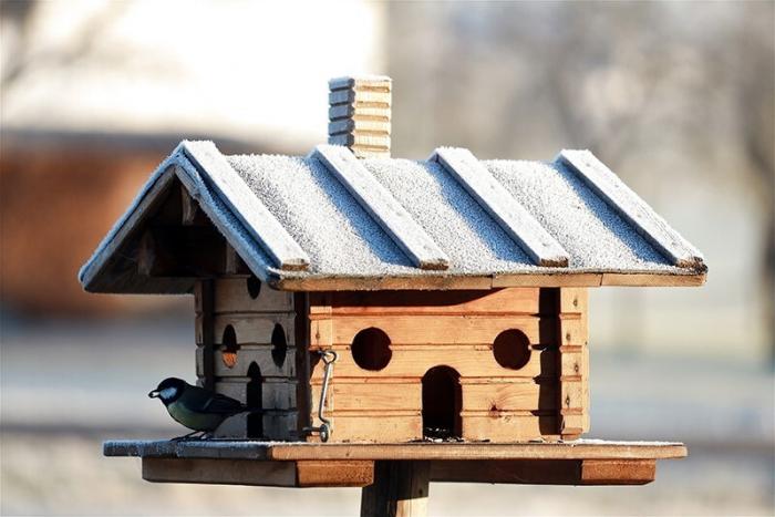 Кормите птичек: зимой кормушка для птиц многим спасет жизнь 9
