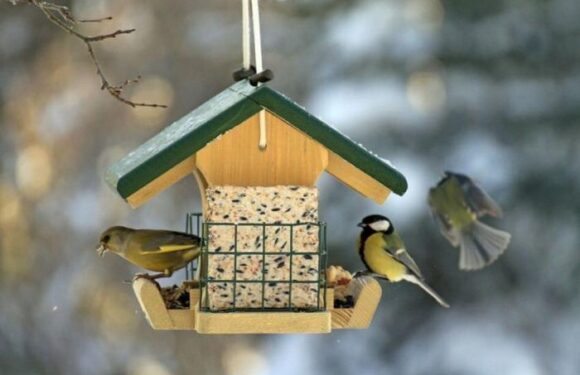 Кормите птичек: зимой кормушка для птиц многим спасет жизнь