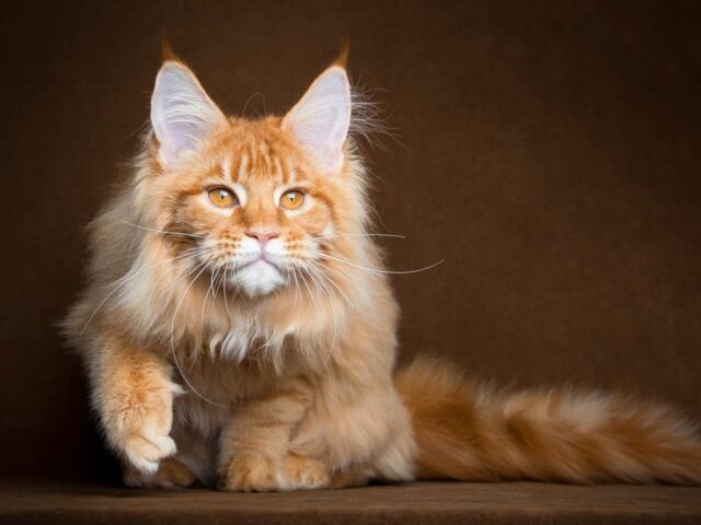 Порода кошек Мейн Кун: заводить или нет? 3