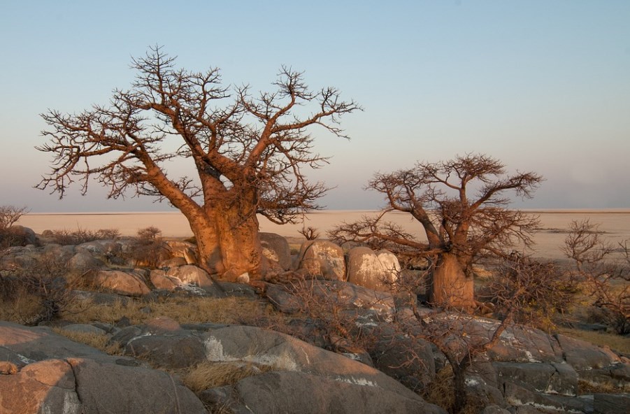 Интересные факты о растениях: не все знают 1 факты