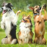 Дрессировка собак: с чего начать 7 Дрессировка собак