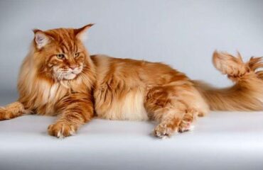 Порода кошек Мейн Кун: заводить или нет?