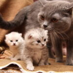 Роды у кошек: все, что нужно знать 3 тату петуха