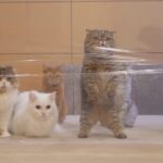 Кто в доме главный? Правильно - кот (забавное видео) 9 кексы в микроволновке