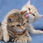 Смешные котики - забавная видео подборка пушистиков 10