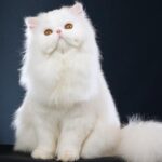 Самые добрые породы кошек 3 София Темникова