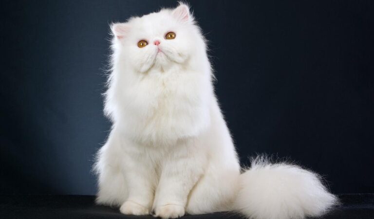 Самые добрые породы кошек 49 собаки