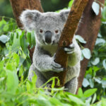 Удивительные животные Австралии: такие причудливые и экзотические 2