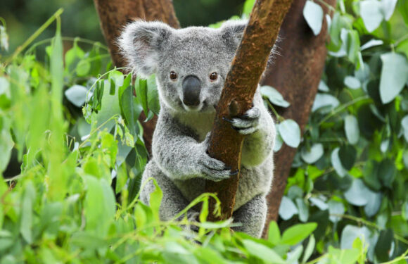 Удивительные животные Австралии: такие причудливые и экзотические