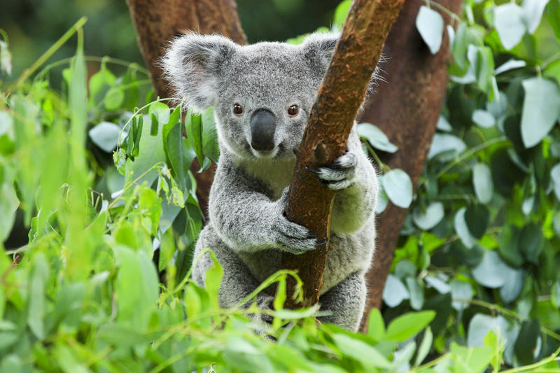 Удивительные животные Австралии: такие причудливые и экзотические 5