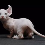 Маленькие породы кошек: совсем ручные (фото) 7 Джунгарский хомячок