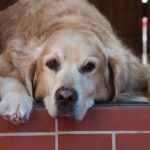 Собачья старость: что нужно знать об уходе за стареющим четвероногим другом 5