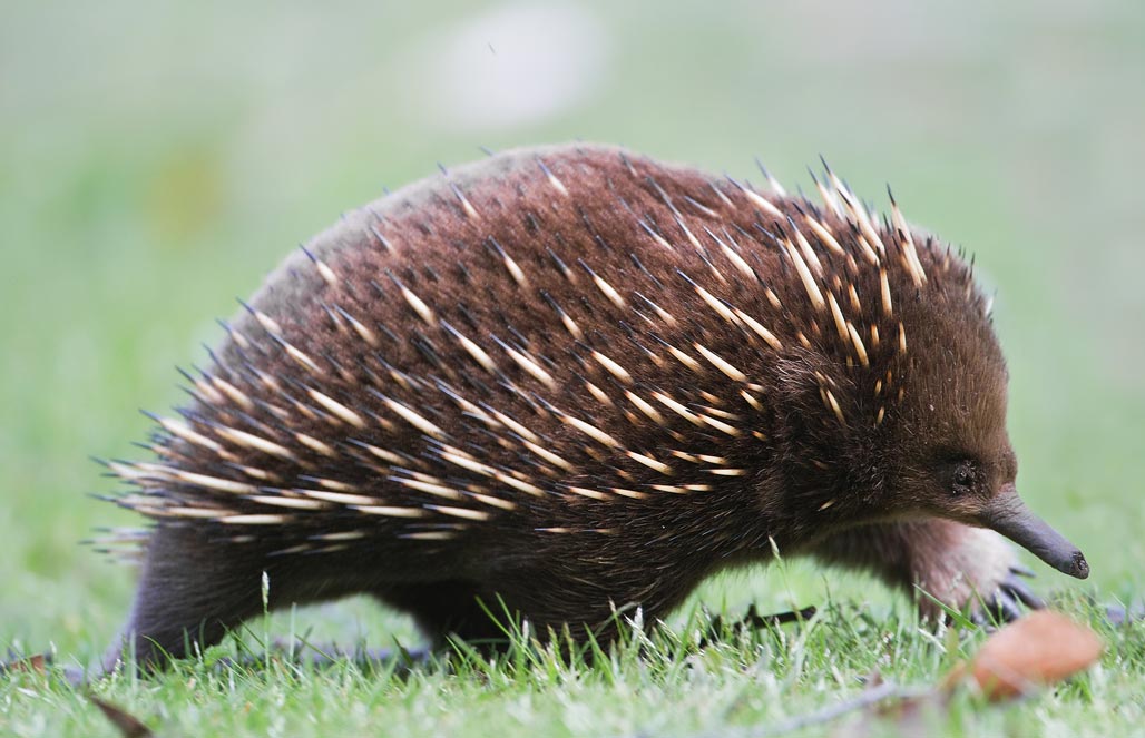 Удивительные животные Австралии: такие причудливые и экзотические 4 животные