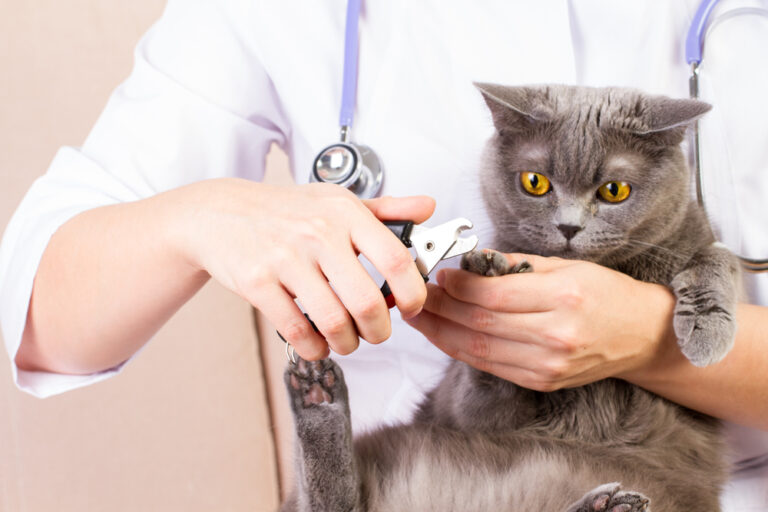 Как правильно стричь кошке когти 51 клещ на собаке