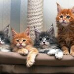 Уход за кошачьей шерстью: короткие советы 6 уход