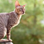 Корниш-рекс - кошка с необычной внешностью 5