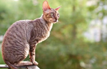 Корниш-рекс - кошка с необычной внешностью