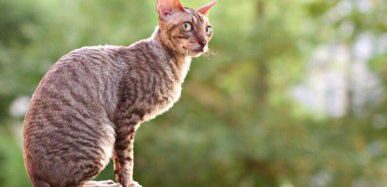 Корниш-рекс — кошка с необычной внешностью