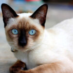 Сиамская кошка: особенности породы, фото и уход 3 Золотая шиншилла
